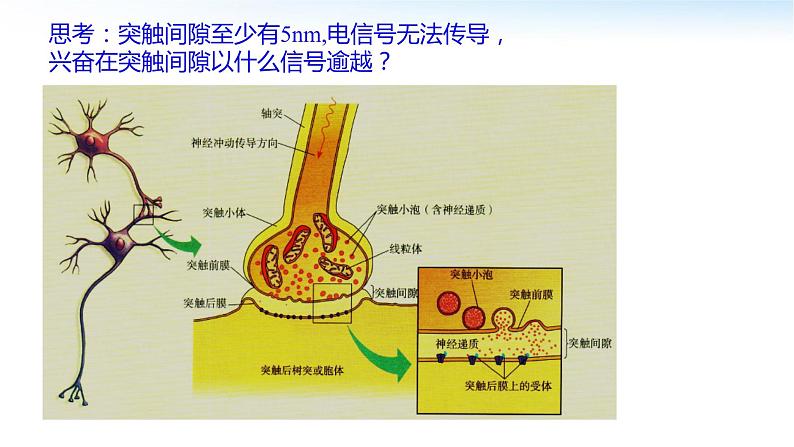 高中生物 神经冲动的产生和传导 兴奋在神经元之间的传递 课件06