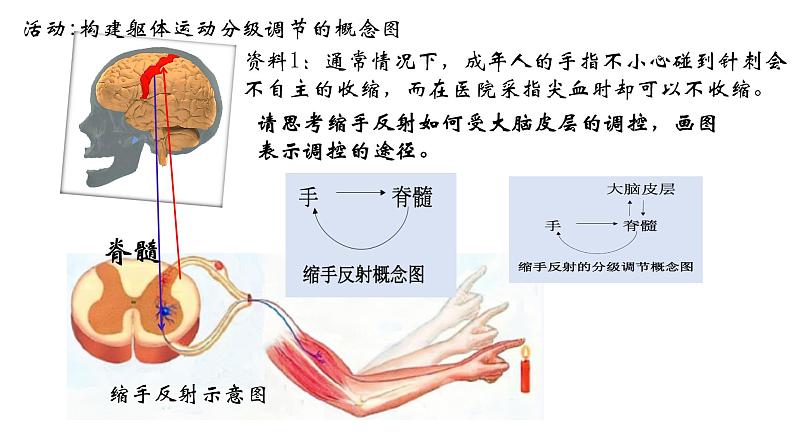 高中生物 神经系统的分级调节 神经系统的分级调节 课件03