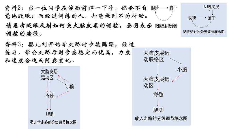 高中生物 神经系统的分级调节 神经系统的分级调节 课件04