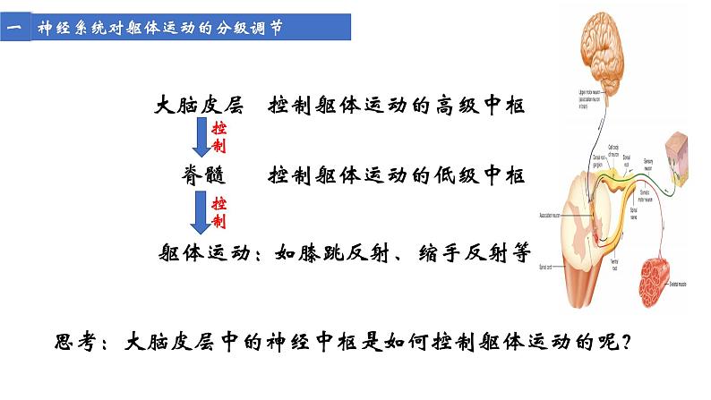 高中生物 神经系统的分级调节 神经系统的分级调节 课件05