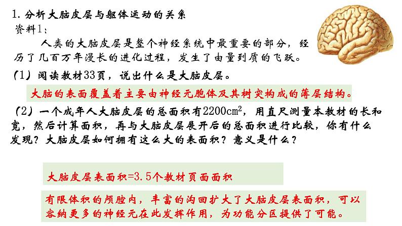 高中生物 神经系统的分级调节 神经系统的分级调节 课件06