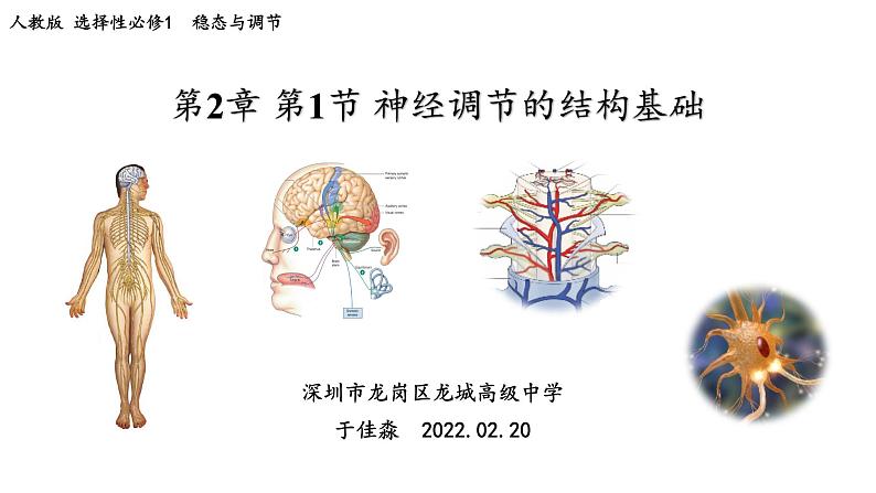 高中生物 神经调节的结构基础 课件第1页