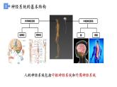高中生物 神经调节的结构基础 课件