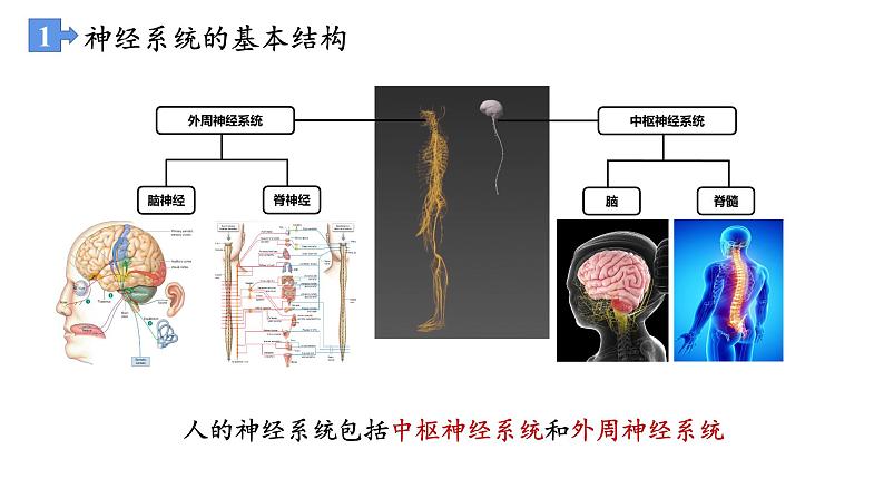 高中生物 神经调节的结构基础 课件第3页