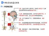 高中生物 神经调节的结构基础 课件