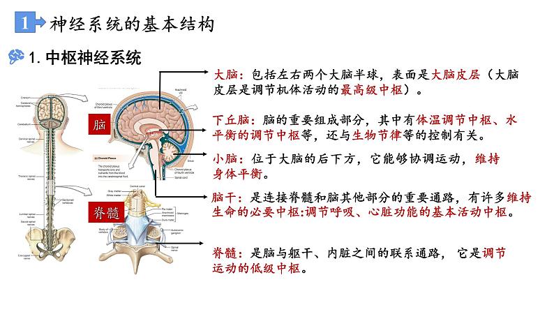 高中生物 神经调节的结构基础 课件第4页