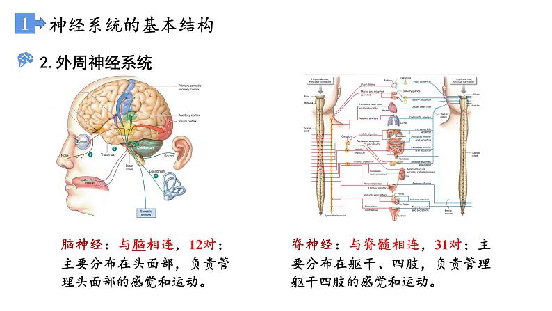 高中生物 神经调节的结构基础 课件第6页