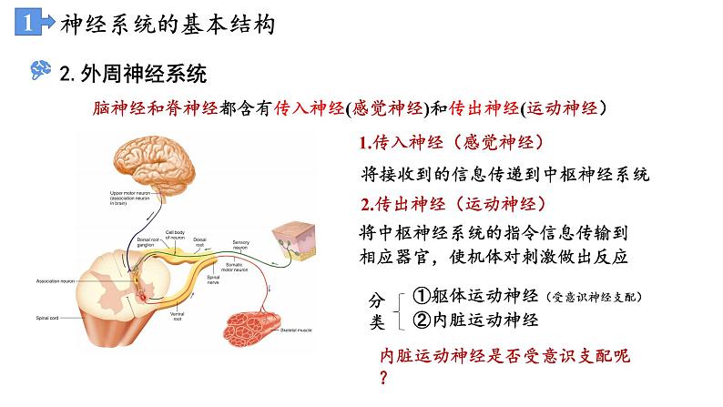 高中生物 神经调节的结构基础 课件第7页