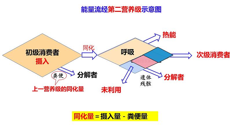 高中生物 生态系统的能量流动  课件第7页