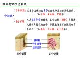 高中生物 激素与内分泌系统（第1课时） 课件