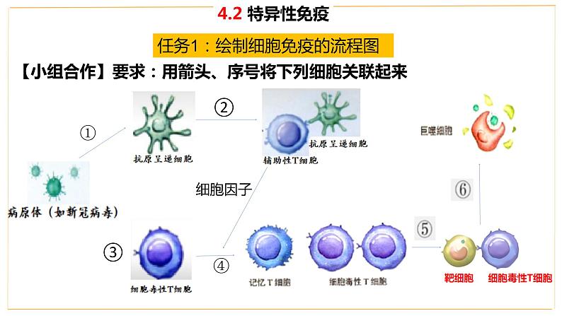 高中生物 选择性必修 特异性免疫（第2课时） 课件第7页