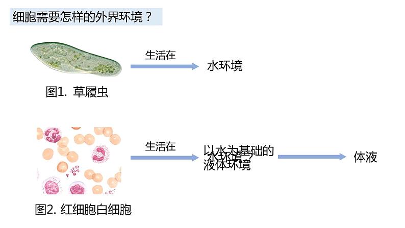 高中生物 细胞生活的环境 课件第2页