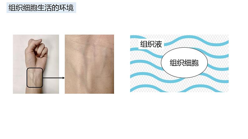 高中生物 细胞生活的环境 课件第7页