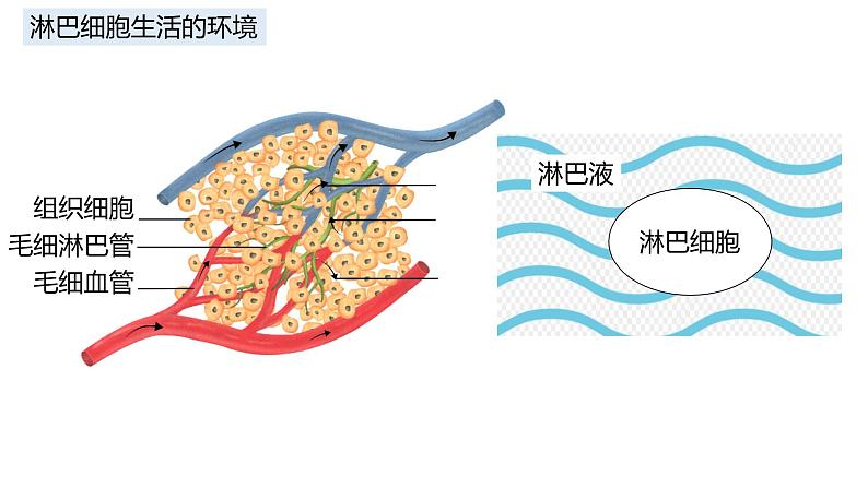 高中生物 细胞生活的环境 课件第8页