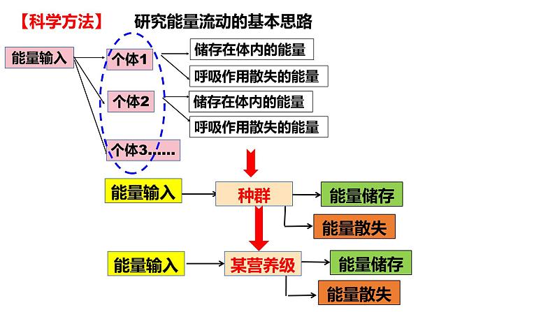 高中生物 生态系统的能量流动 课件05