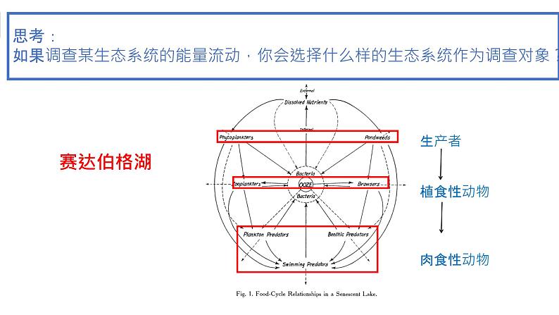 高中生物 生态系统的能量流动 课件06