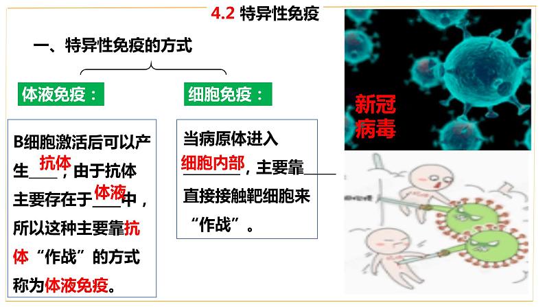 高中生物 选择性必修 特异性免疫（第1课时） 课件第4页