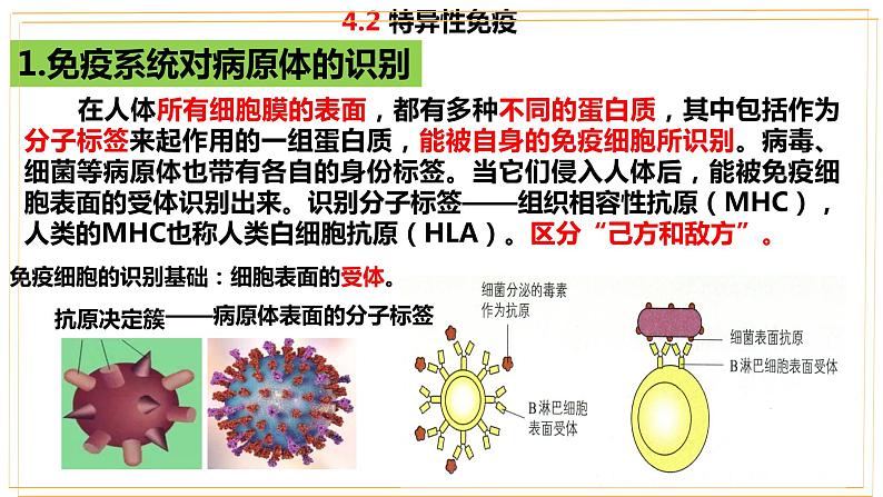 高中生物 选择性必修 特异性免疫（第1课时） 课件第7页
