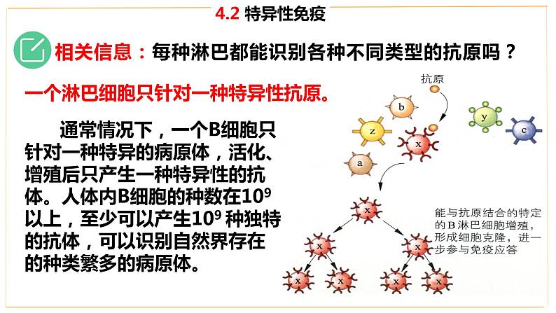 高中生物 选择性必修 特异性免疫（第1课时） 课件第8页