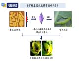 高中生物 选择性必修三 基因工程的基本操作程序 课件
