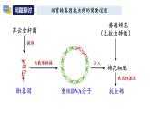 高中生物 选择性必修三 基因工程的基本操作程序 课件