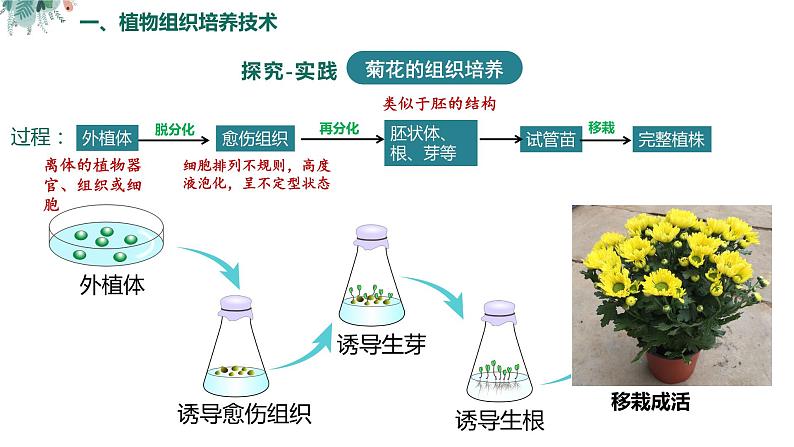 高中生物 植物细胞工程的基本技术  课件第6页