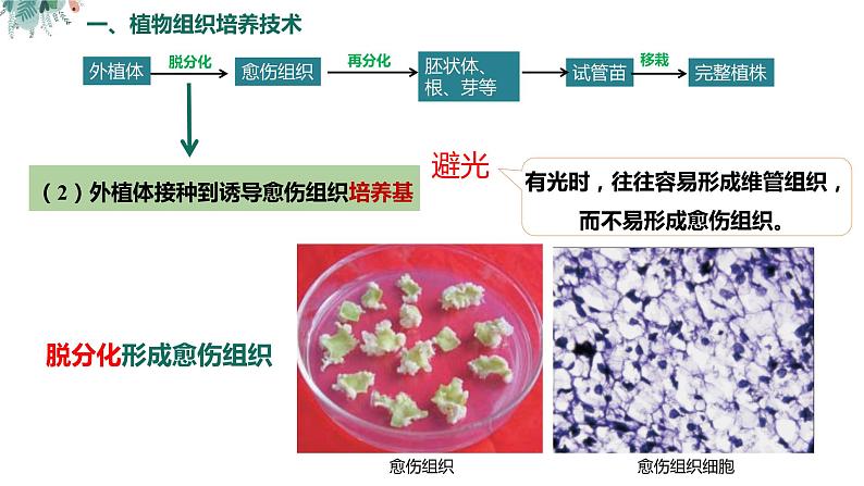 高中生物 植物细胞工程的基本技术  课件第8页