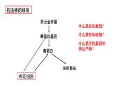 高中生物 重组DNA技术的基本工具 课件