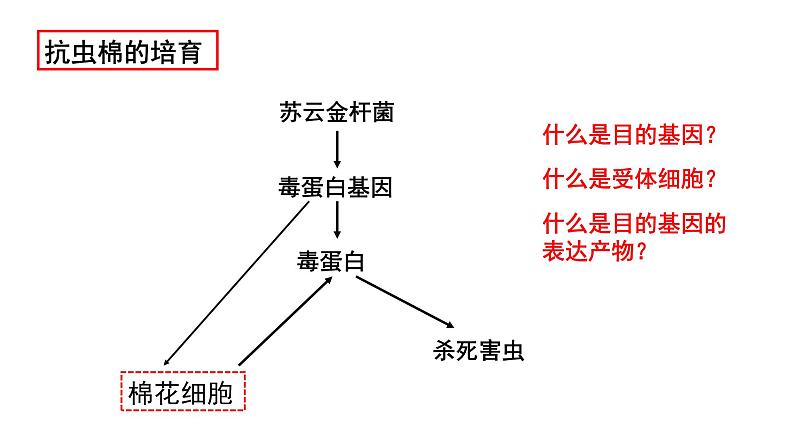 高中生物 重组DNA技术的基本工具 课件02