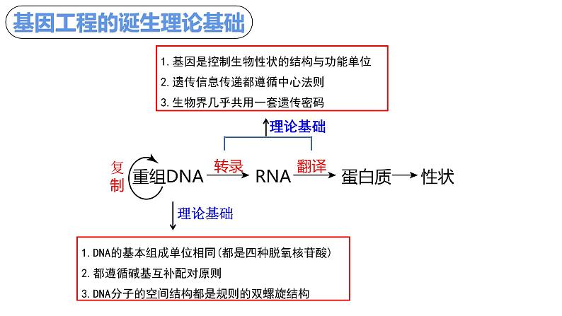 高中生物 重组DNA技术的基本工具 课件04