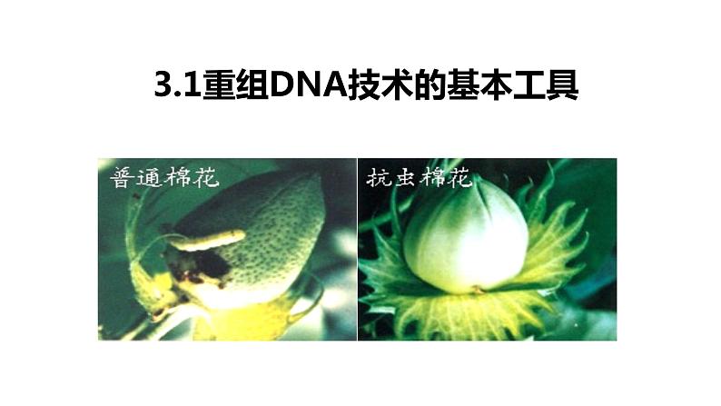 高中生物 重组DNA技术的基本工具 课件05