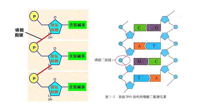 高中生物 重组DNA技术的基本工具 课件06