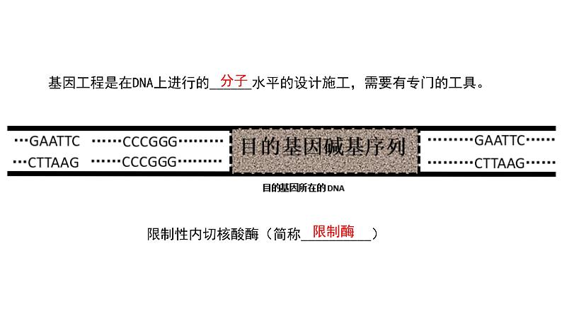 高中生物 重组DNA技术的基本工具 课件08