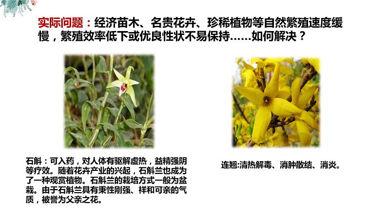 高中生物 植物细胞工程的应用（ppt）课件第2页