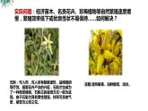 高中生物 植物细胞工程的应用（ppt）课件