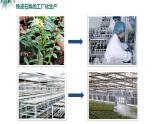 高中生物 植物细胞工程的应用（ppt）课件