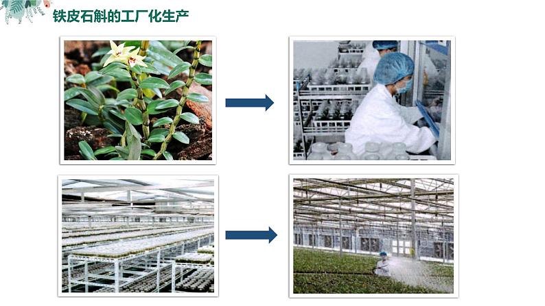 高中生物 植物细胞工程的应用（ppt）课件第3页