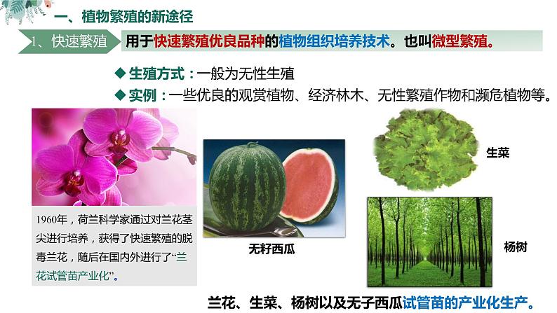 高中生物 植物细胞工程的应用（ppt）课件第4页