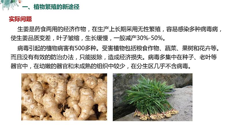 高中生物 植物细胞工程的应用（ppt）课件第6页