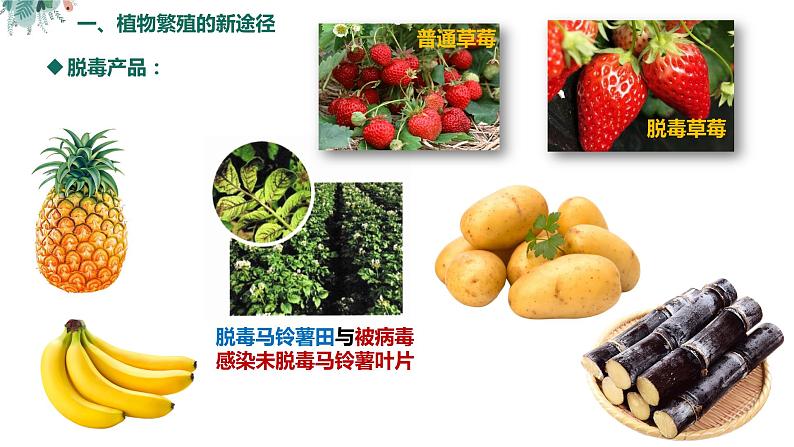 高中生物 植物细胞工程的应用（ppt）课件第8页