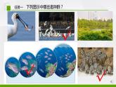 高中生物 种群的数量特征（第1课时）PPT 课件