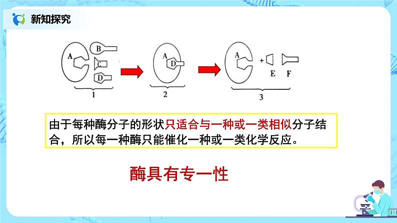 5.1.2《酶的特性》教案+课件+练习06