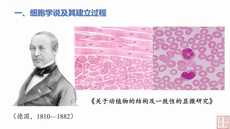 1.1 细胞是生命活动的基本单位-课件（人教版2019必修1）04