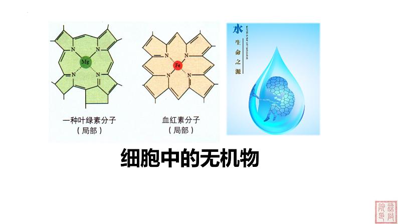 2.2 细胞中的无机物-课件（人教版2019必修1）01