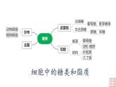 2.3 细胞中的糖类和脂质-课件（人教版2019必修1）