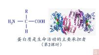 高中生物人教版 (2019)必修1《分子与细胞》第4节 蛋白质是生命活动的主要承担者课文配套ppt课件