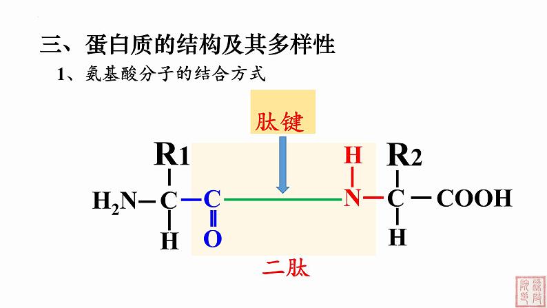 2.4 蛋白质是生命活动的主要承担者（第2课时）课件（人教版2019必修1）04