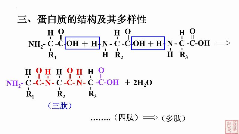 2.4 蛋白质是生命活动的主要承担者（第2课时）课件（人教版2019必修1）05