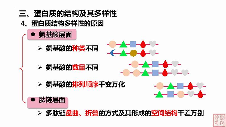 2.4 蛋白质是生命活动的主要承担者（第2课时）课件（人教版2019必修1）08