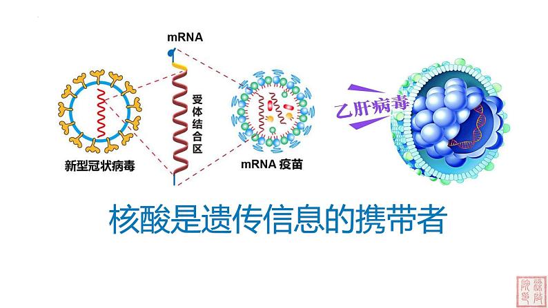 2.5 核酸是遗传信息的携带者-课件（人教版2019必修1）01